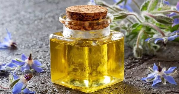 Borage seed oil hay còn gọi là dầu hạt lưu ly