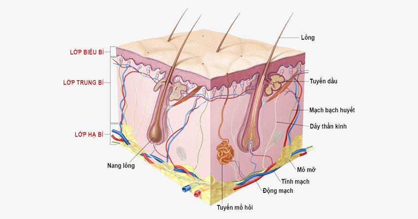 Cấu trúc tổng quan của da gồm tầng biểu bì, tầng trung bì, tầng hạ bì