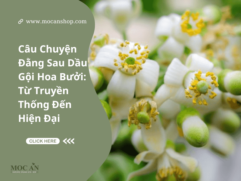 Câu Chuyện Đằng Sau Dầu Gội Hoa Bưởi: Từ Truyền Thống Đến Hiện Đại