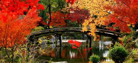 Mùa lá đỏ Nhật Bản - Sắc đỏ của mùa thu | Du lịch Nhật 2023