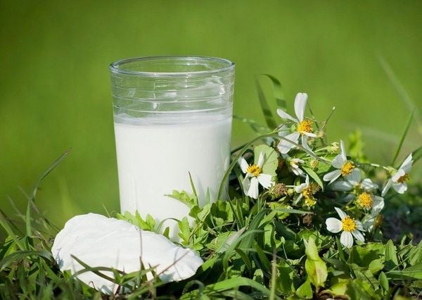 Lợi ích dinh dưỡng của bột sắn dây so với bột ngũ cốc – Anvui Healthy - Minh Minh