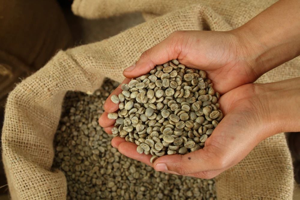 So Sánh Các Loại Cà Phê Nhân Xanh Phổ Biến Trên Thị Trường