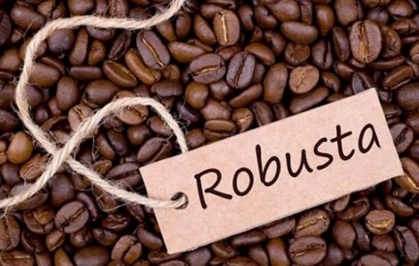 Đặc điểm của cà phê Robusta và cách pha ngon