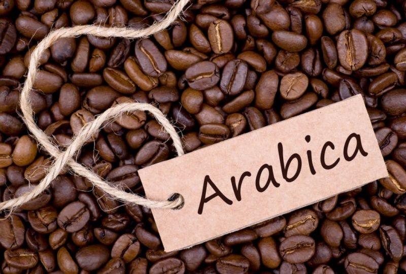 Cung cấp cà phê hạt Arabica cho các quán cà phê và nhà hàng