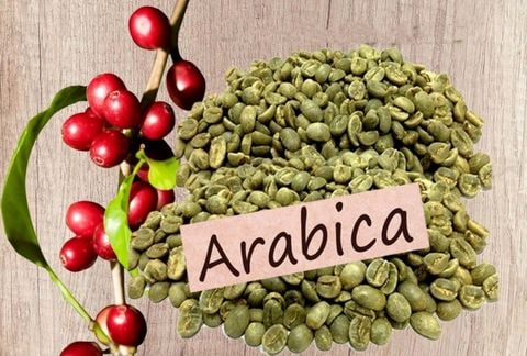 Đặc điểm của hạt cà phê nhân Arabica