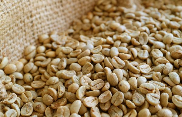 Tìm Hiểu Về Quá Trình Làm Khô Trong Sơ Chế Cà Phê