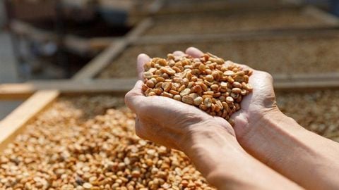 Cà Phê Robusta Honey Là Gì? Vì Sao Cà Phê Robusta Honey Ngày Càng Được Ưa Chuộng?
