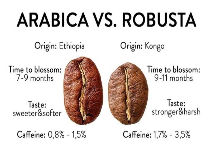 So sánh cà phê ROBUSTA và ARABICA loại nào ngon hơn