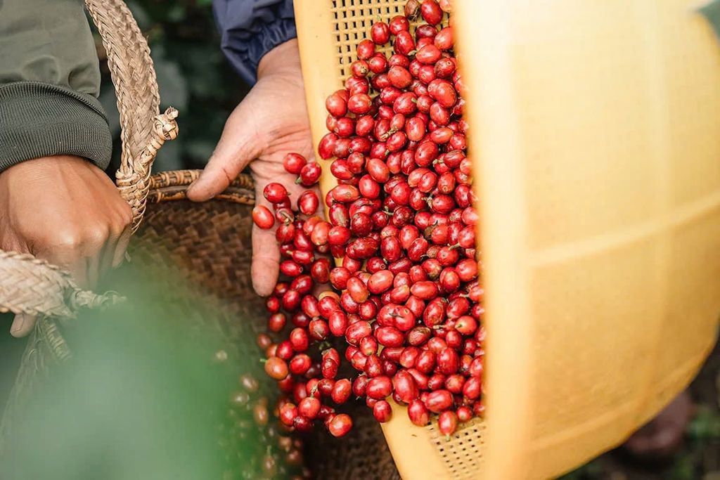 Tỷ Lệ Trái Chín Ảnh Hưởng Gì Đến Chất Lượng Cà Phê Rang Xay?