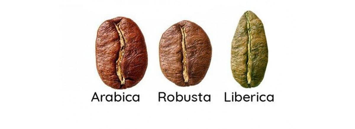 So sánh cà phê mít với Arabica và Robusta