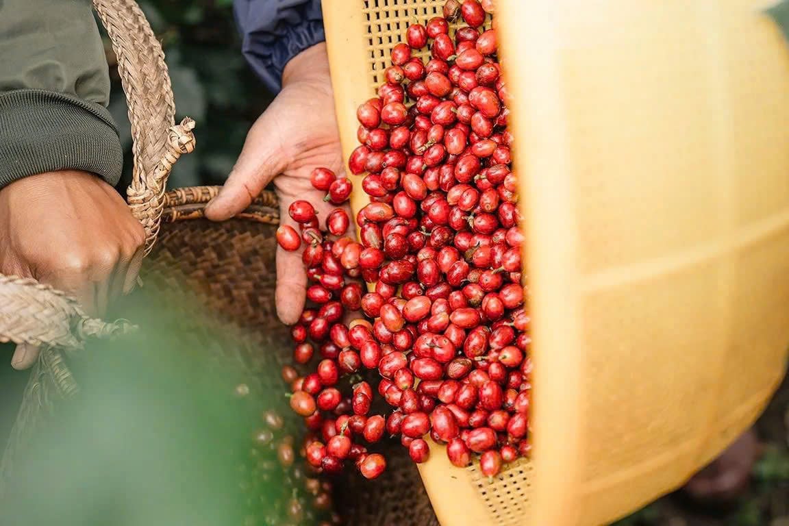 Quy trình sơ chế ảnh hưởng đến chất lượng hạt nhân xanh