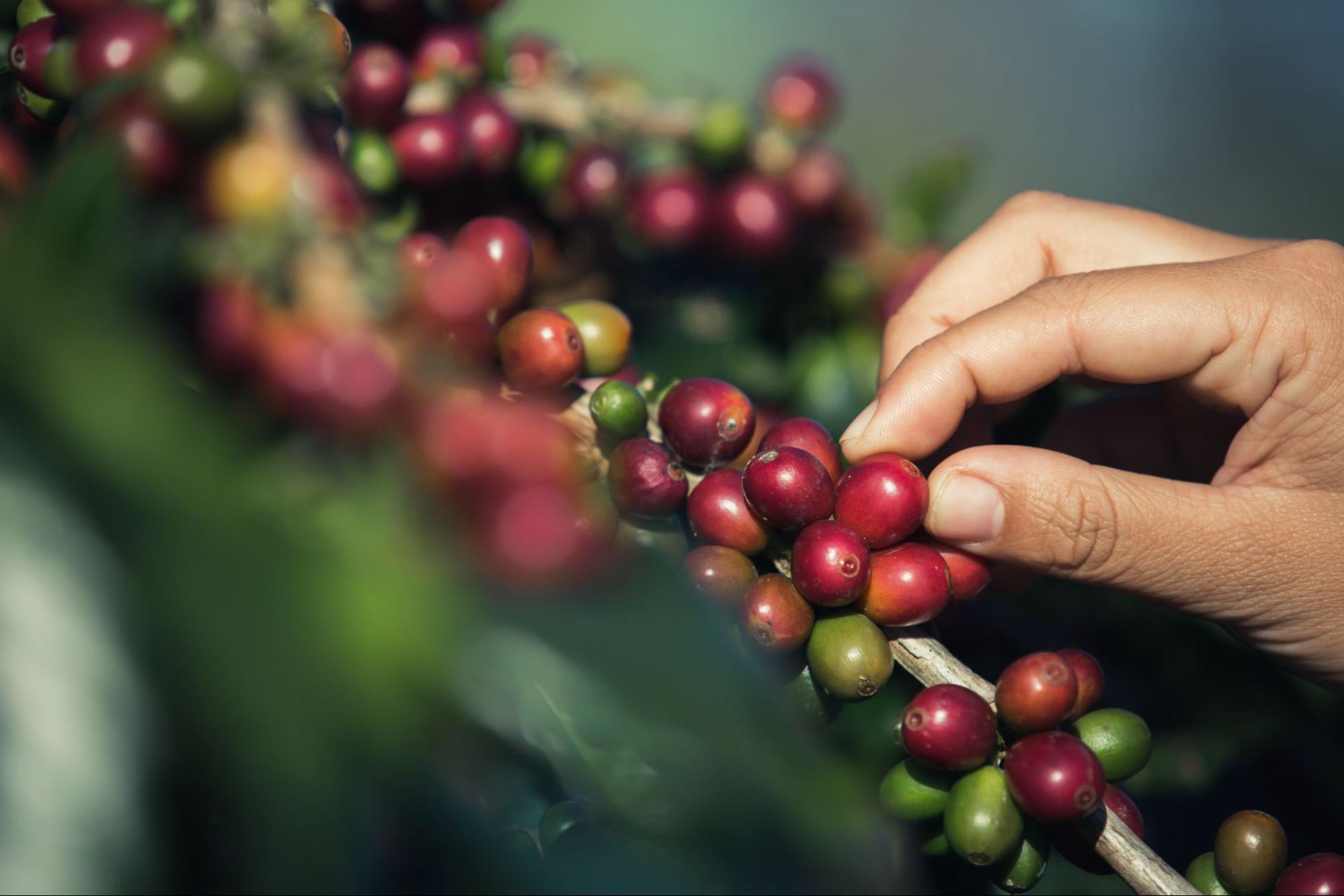 Lý Do Cà Phê Rang Xay Ngày Càng Được Ưa Chuộng