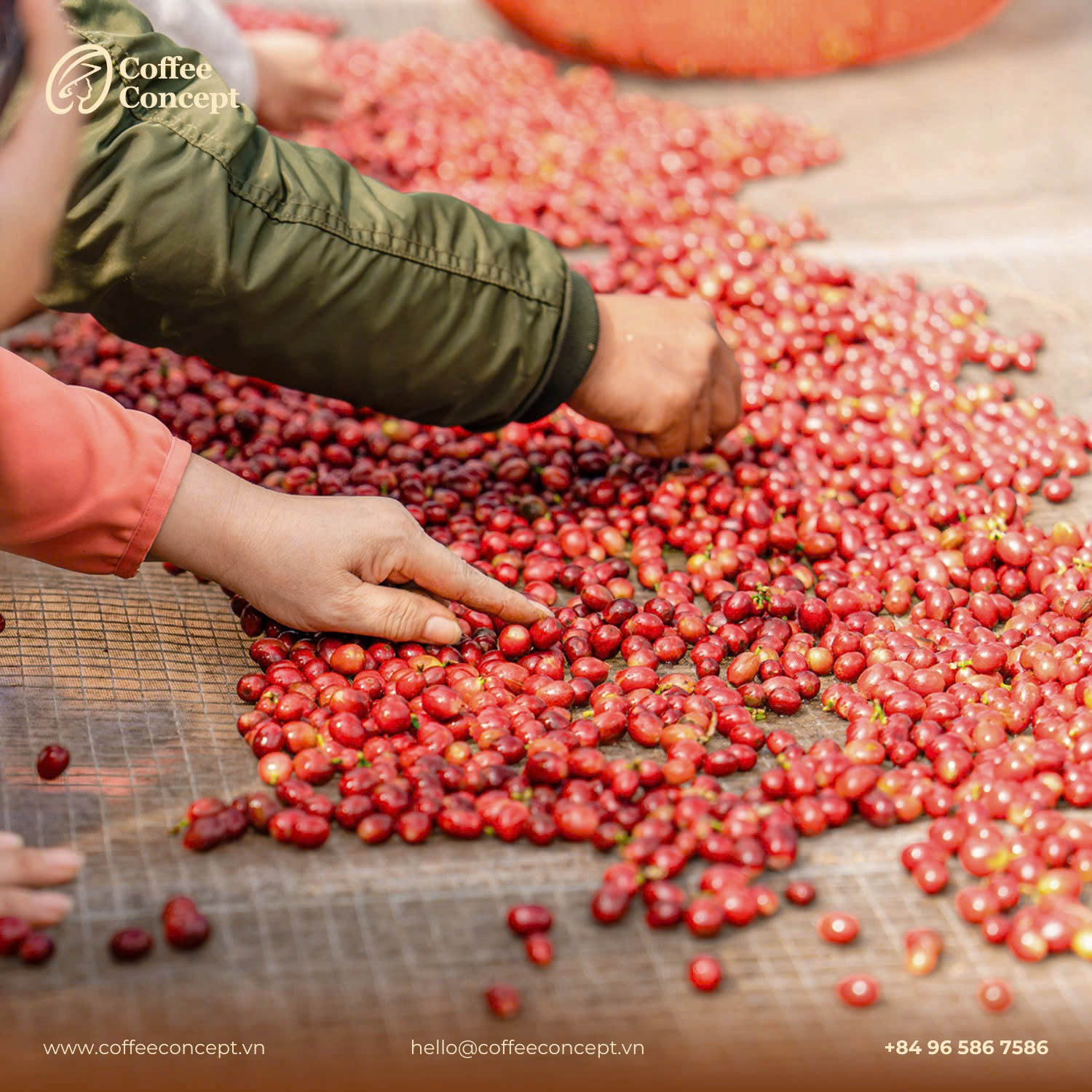 Sơ chế cà phê sạch – Giữ trọn hương vị nguyên bản