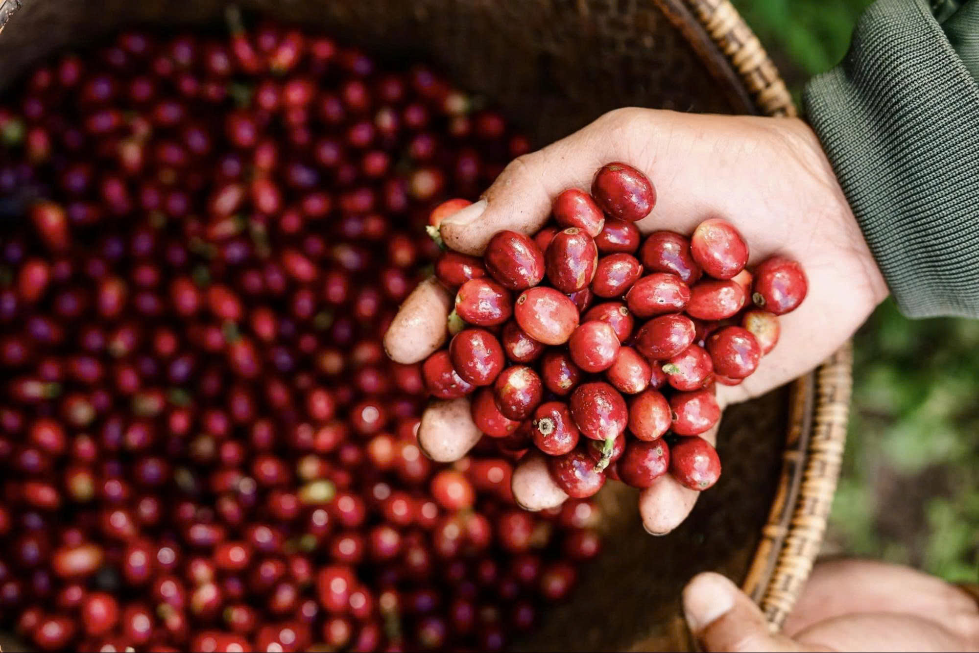 Quá trình sản xuất Fine Robusta – tiêu chuẩn từ nông trại