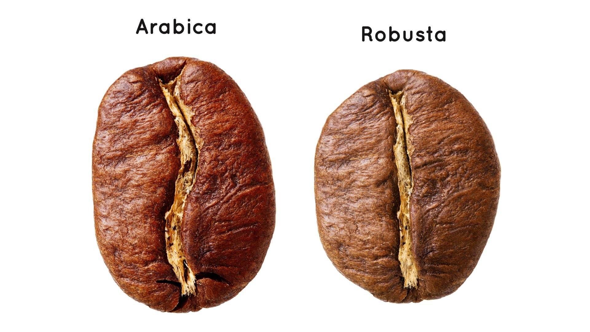 Sự khác biệt giữa cà phê rang xay Robusta và Arabica