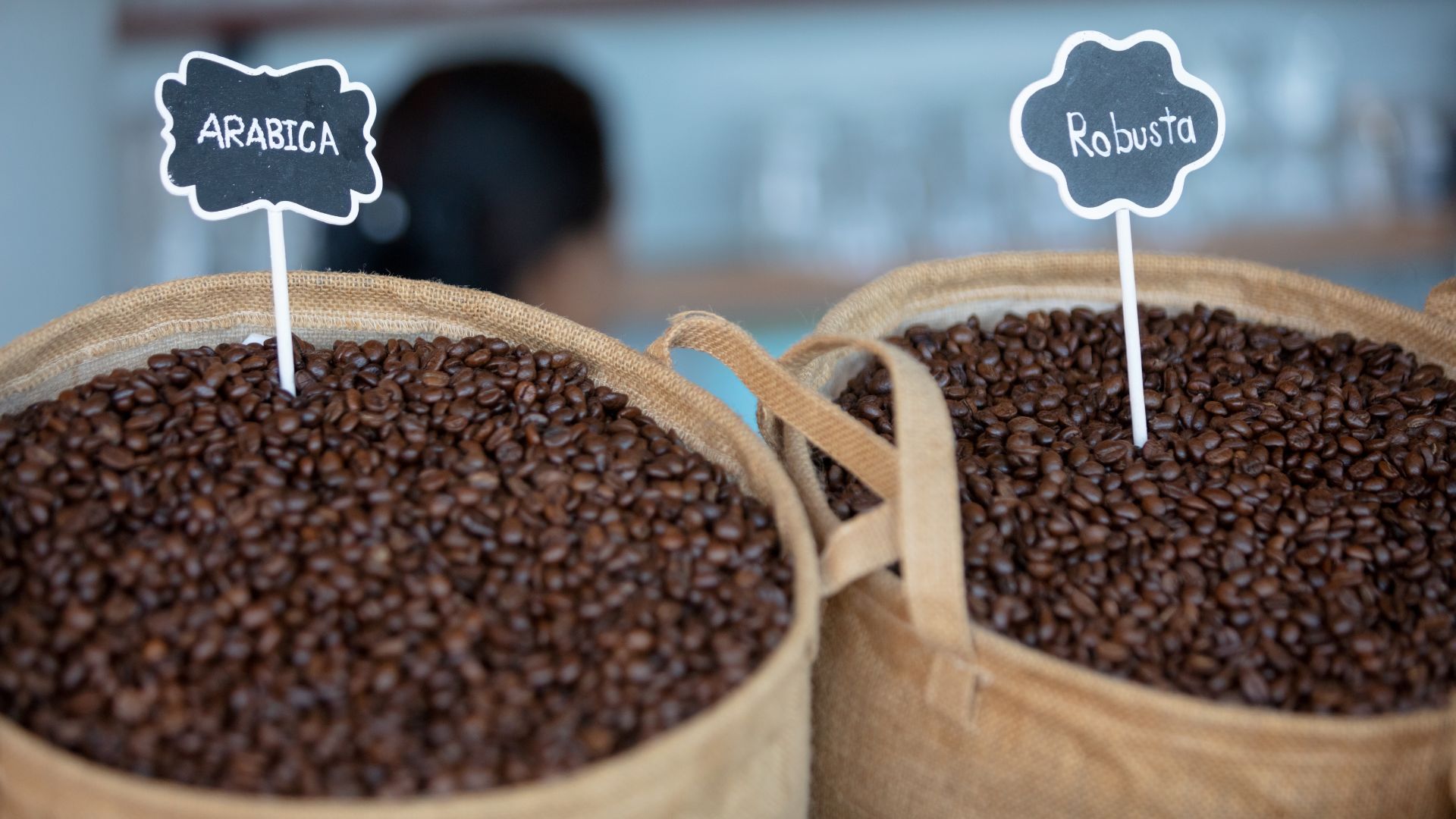 Robusta và Arabica: Đâu Là Loại Cà Phê Rang Xay Phù Hợp Với Bạn