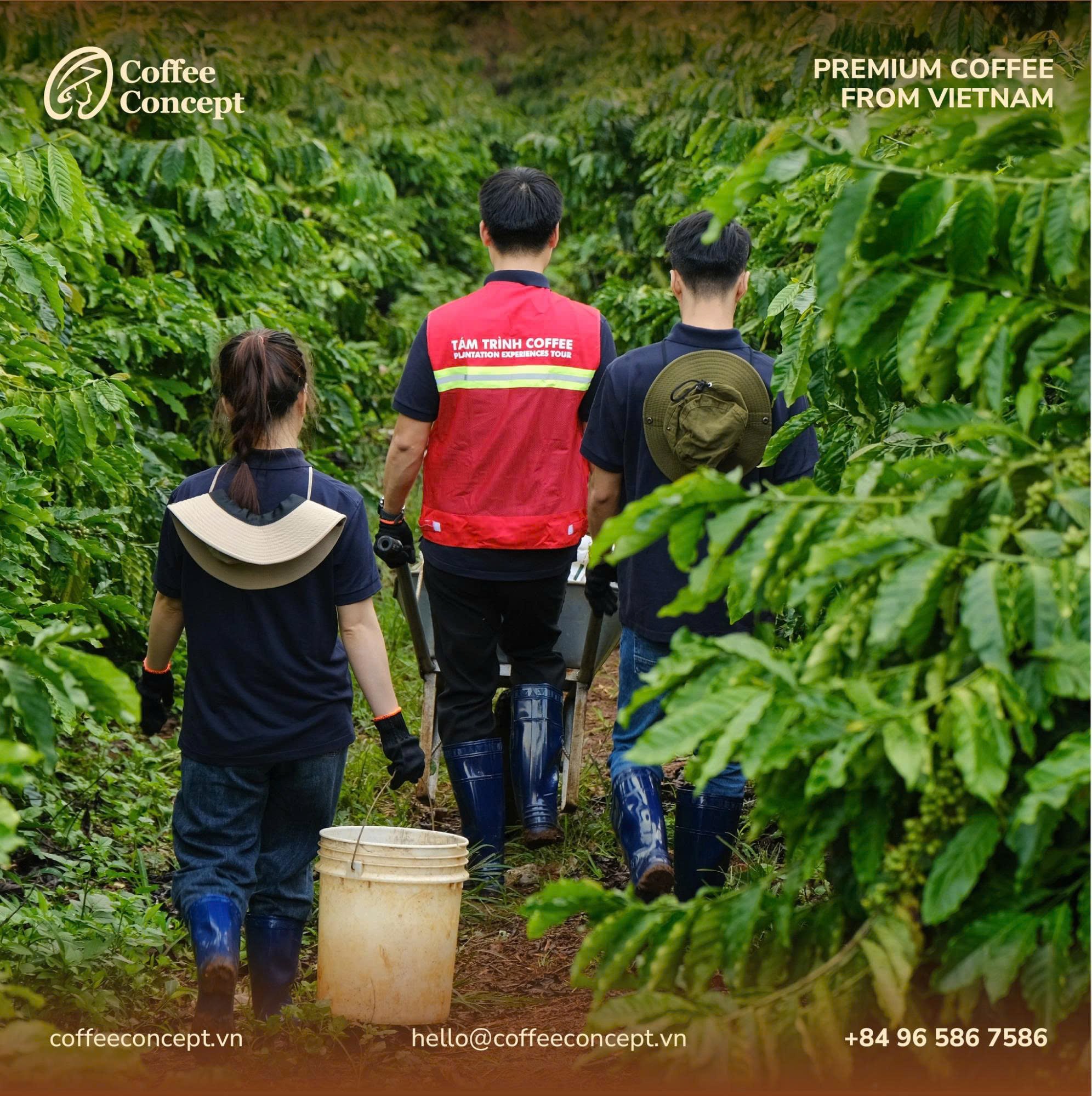 Chọn cà phê sơ chế chất lượng từ nhà cung cấp uy tín