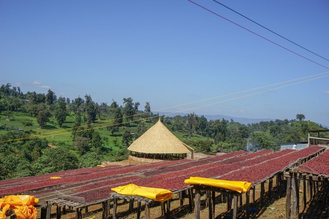 Sơ chế khô tại Ethiopia