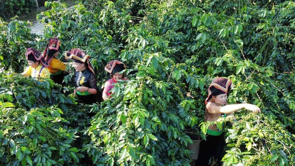 Điện Biên – Mường Ảng: Arabica sạch và tiềm năng