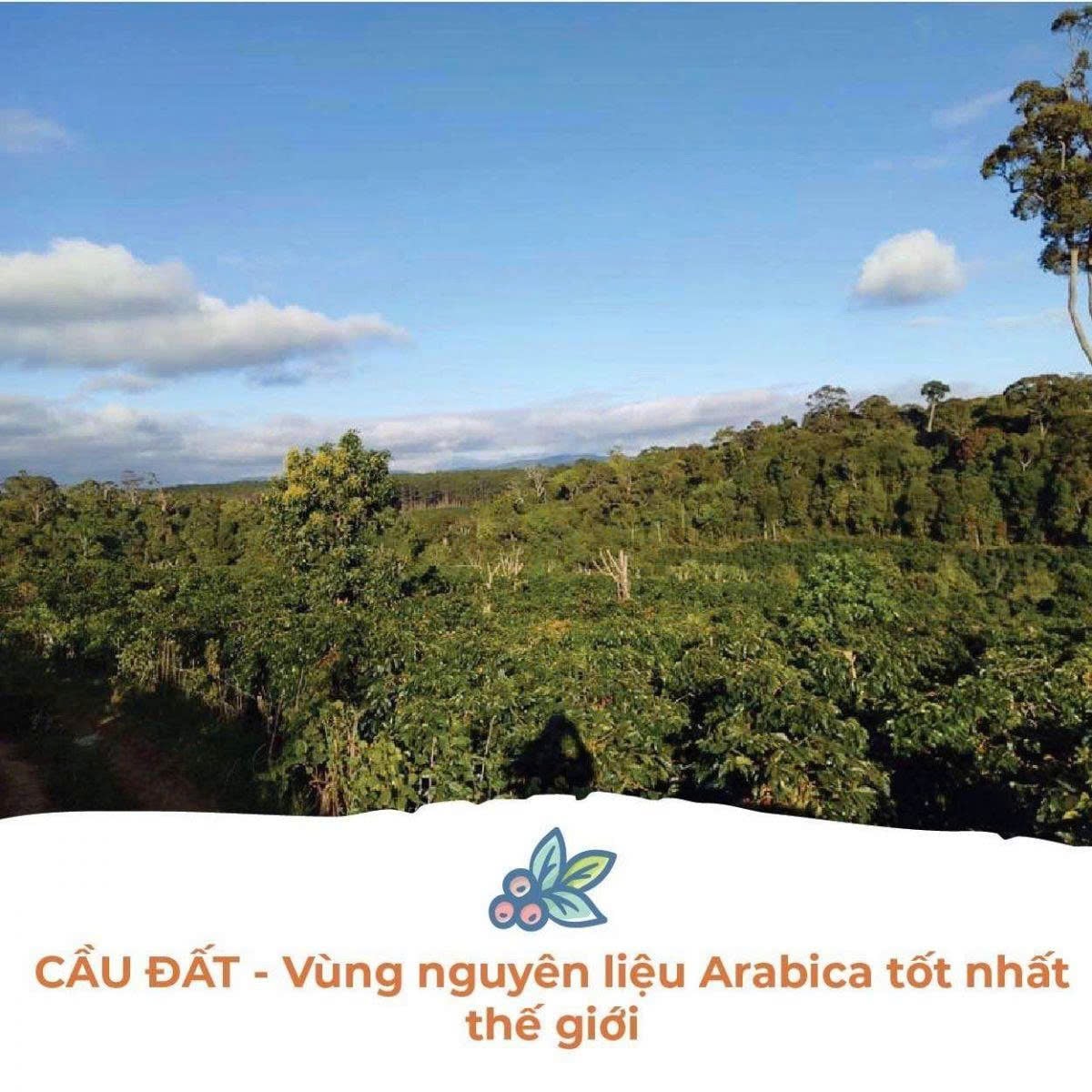 Cầu Đất – Lâm Đồng: “Thủ phủ” Arabica Việt Nam
