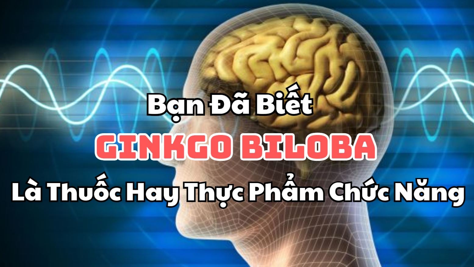 Bạn Đã Biết Ginkgo Biloba Là Thuốc Hay Thực Phẩm Chức Năng