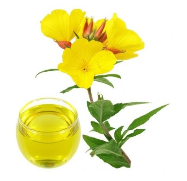 Evening primrose oil hay hoa anh thảo, là loại cây có hoa màu vàng với nguồn gốc từ Bắc Mỹ