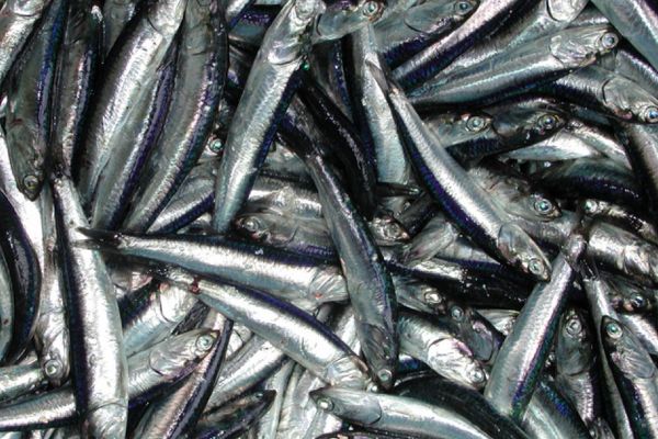 Cá Hồi giàu omega-3