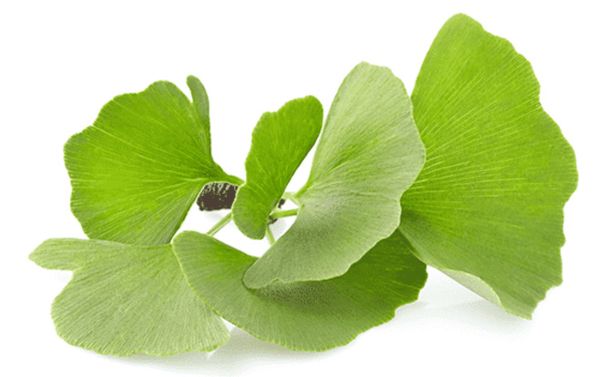 Ginkgo Biloba là gì?