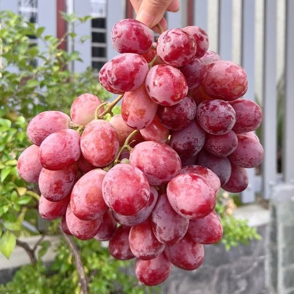 Hình ảnh bài viết