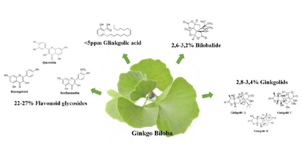 Thành phần chính của các dòng viên uống Ginkgo Biloba