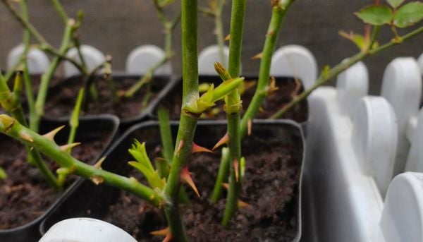 Kỹ thuật giâm cành và những lưu ý quan trọng 