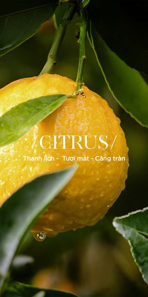 Mùa Hè sống động cùng những note Citrus thanh mát cùng Chillme