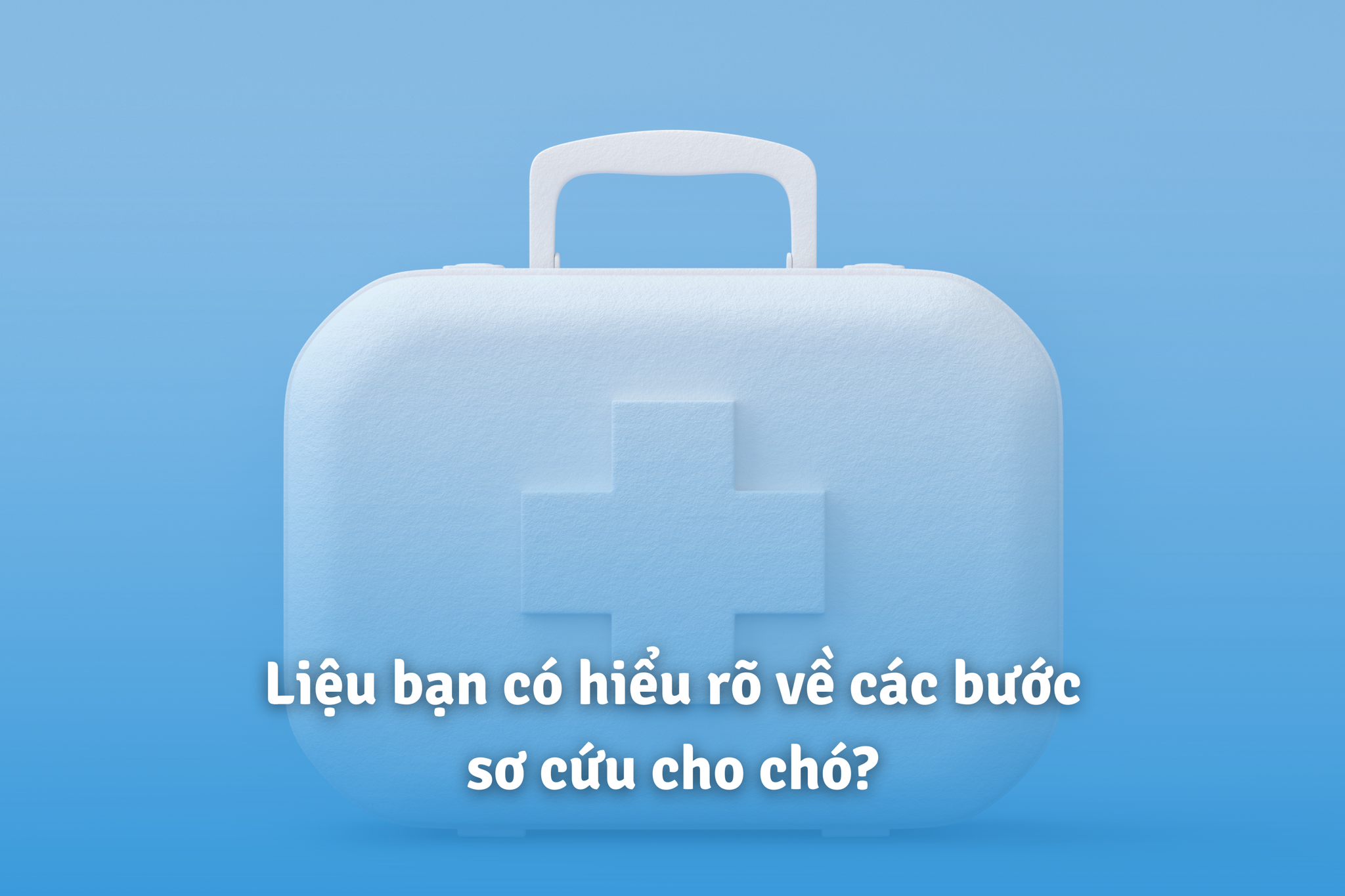 Vai trò của việc sơ cứu, chăm sóc chó là gì?