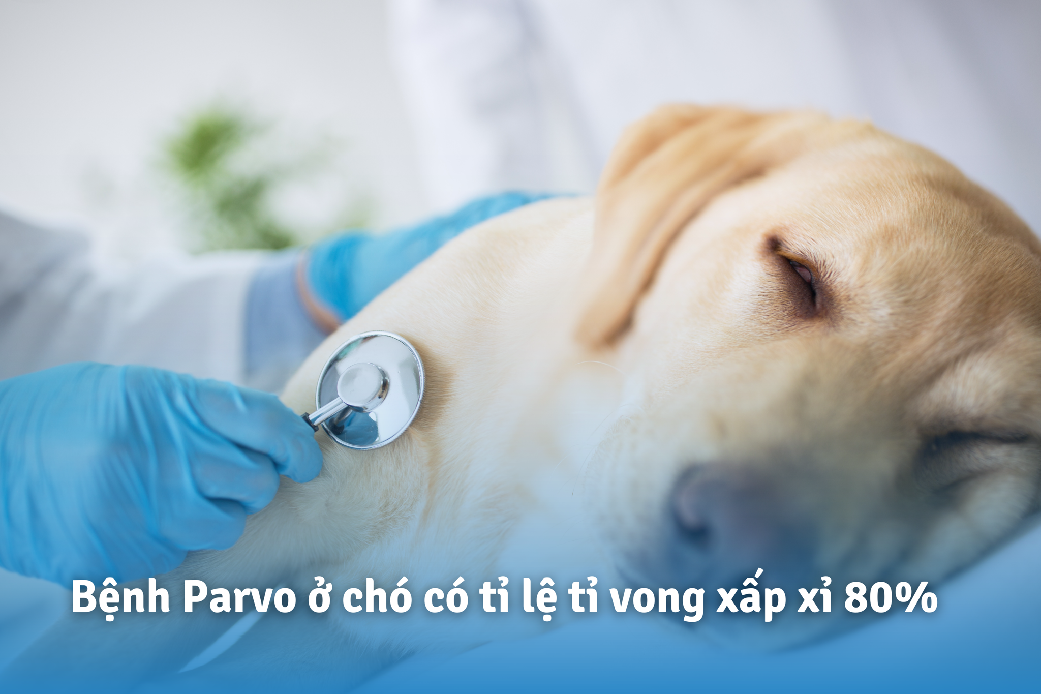 Bệnh Parvo - Bệnh Đáng Lo Ngại Thường Gặp Ở Chó