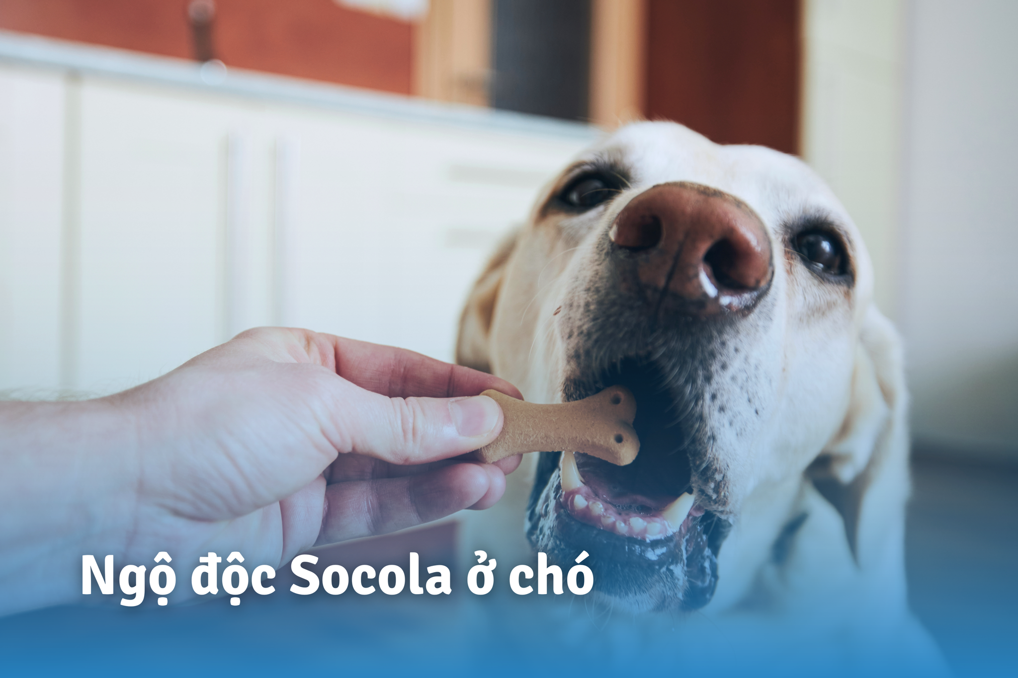 ngo-doc-socola-o-cho