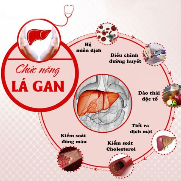 Các Chức Năng Quan Trọng Của Gan