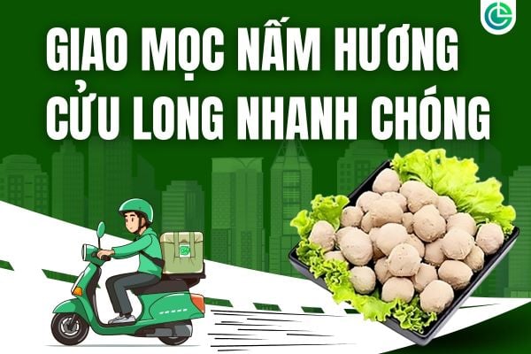 Dịch vụ giao mọc nấm hương sạch của Giò Chả Cửu Long nhanh chóng tại TP.HCM.