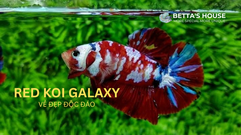 Vẻ Đẹp Đặc Biệt Của Dòng Cá Red Koi Galaxy Betta – Sự Lựa Chọn Hoàn Hảo Cho Người Yêu Cá Cảnh