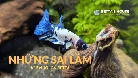 Mới chơi cá Betta? Đừng để mắc những sai lầm này!