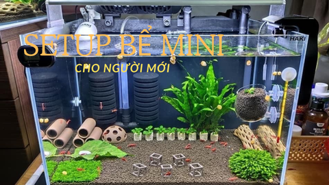 Setup bể mini cho cá Betta: Lựa chọn hoàn hảo cho người mới chơi