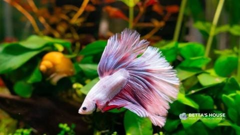 Những điều bạn nên biết trước khi bắt đầu chăm sóc cá Betta