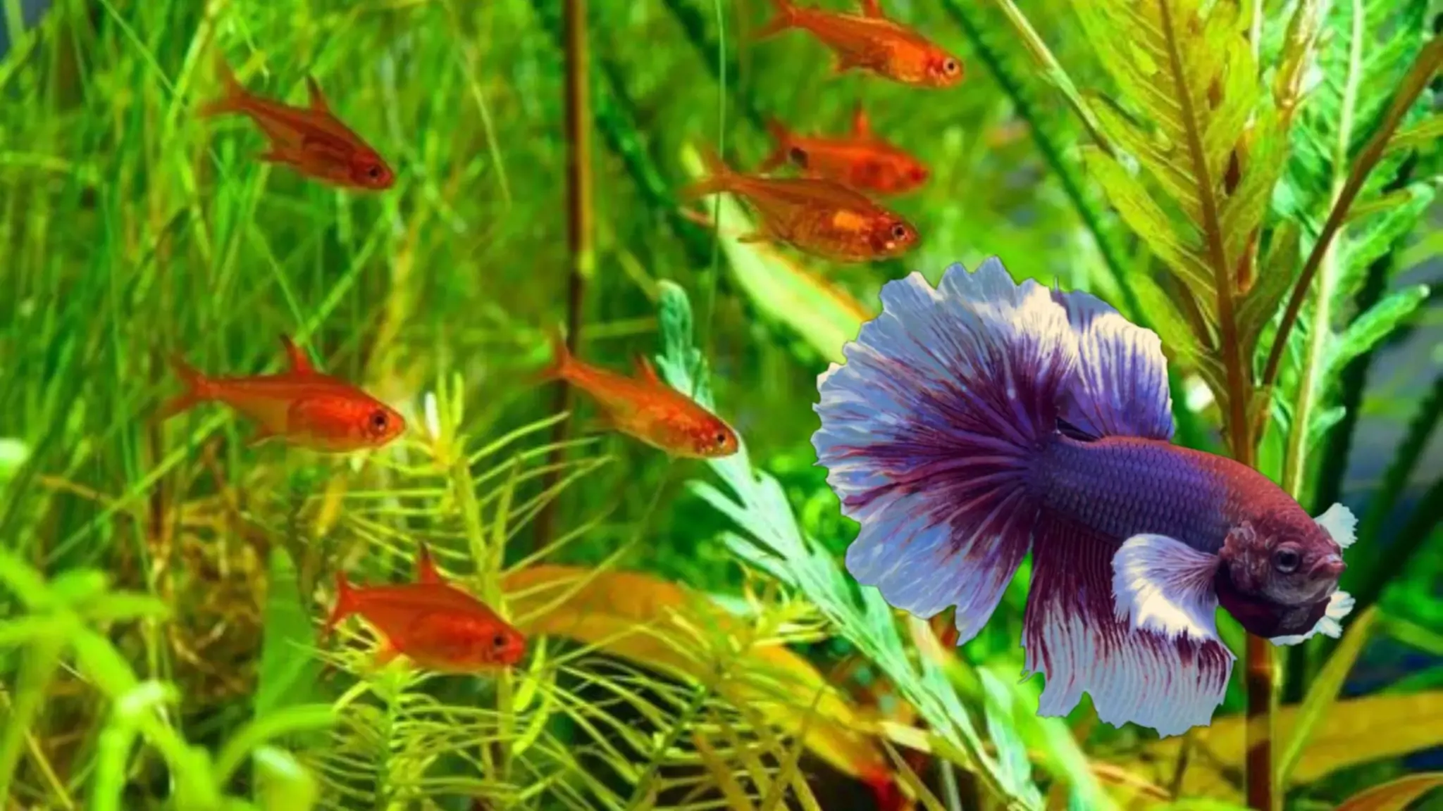 Cá Betta Nuôi Chung Với Cá Nào? – Lời Khuyên Từ Betta's House