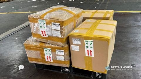 Betta's House xuất cá Betta sang Mỹ | Điều tưởng khó mà dễ