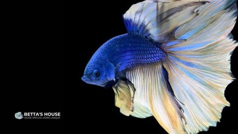 Cá Betta Halfmoon - Loài cá đẹp tuyệt trần trong nghệ thuật cá betta
