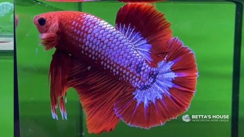 Các mẫu cá Fancy Betta đẹp mắt thu hút bạn ngay từ ánh nhìn đầu tiên