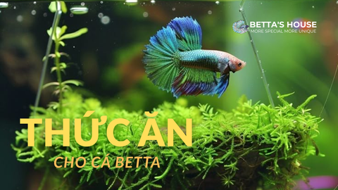 Thức Ăn Cho Cá Betta: Bí Quyết Giúp Cá Khỏe Đẹp Mỗi Ngày