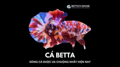 Cách nhận biết cá Betta Koi | Linh vật của Betta's House