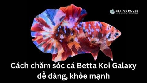 Cách chăm sóc cá Betta Koi Galaxy dễ dàng, khỏe mạnh