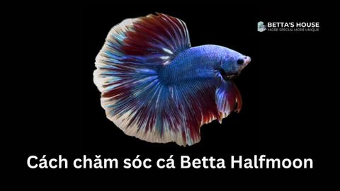 Chăm sóc cá Betta Halfmoon khỏe mạnh cùng Betta's House