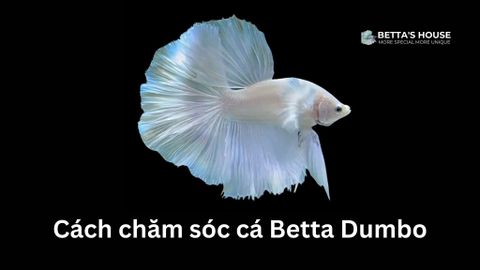 Cách chăm sóc cá Betta Dumbo